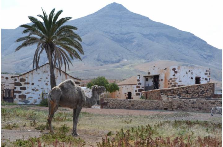 Fuerteventura Express